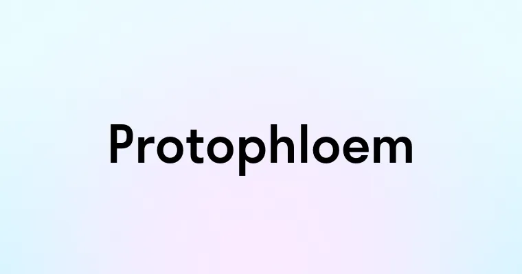 Protophloem