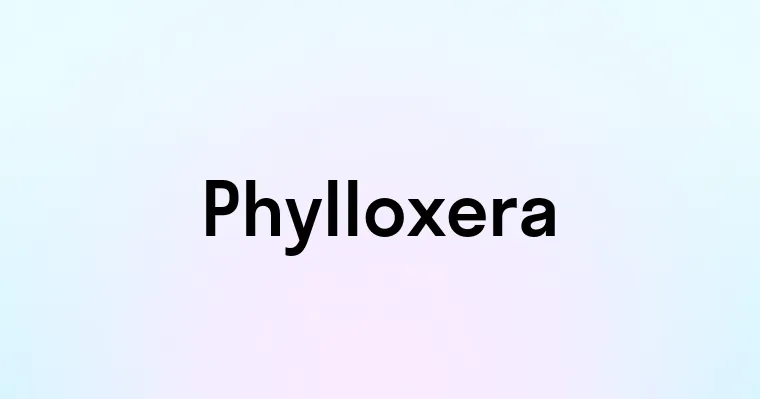 Phylloxera