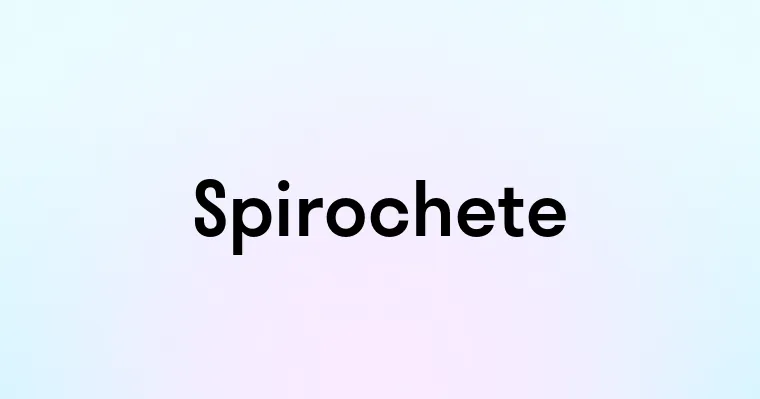 Spirochete