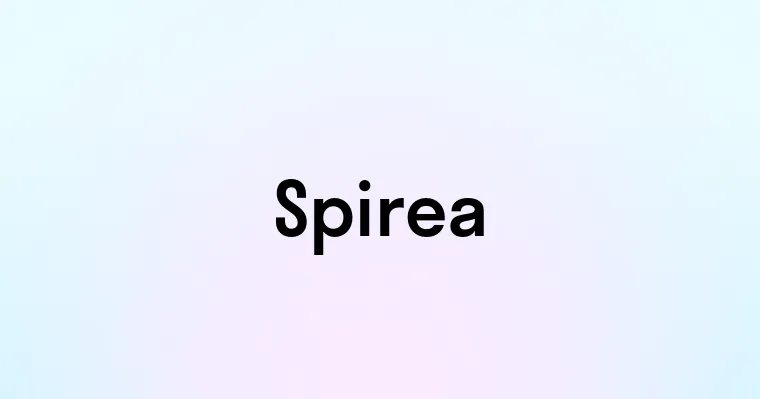 Spirea