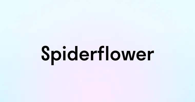 Spiderflower