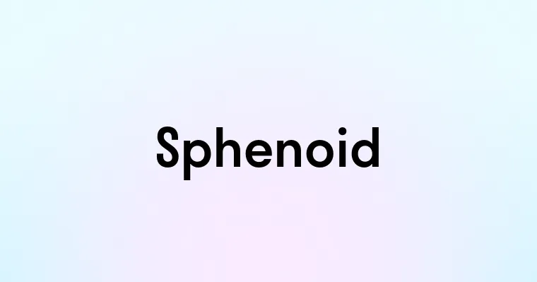 Sphenoid