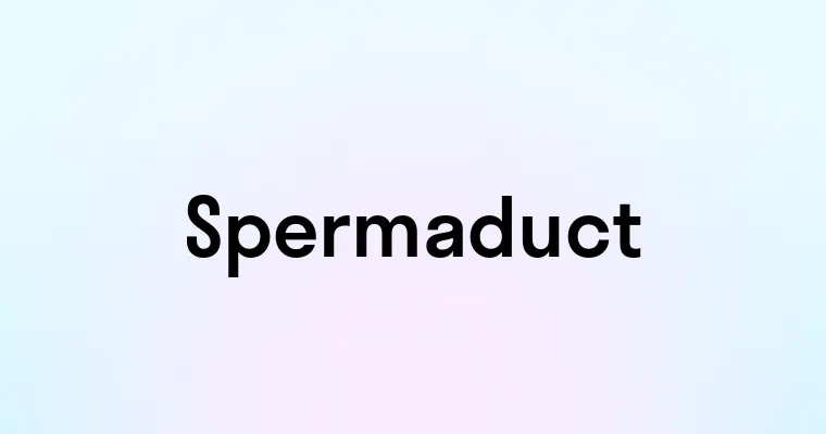 Spermaduct