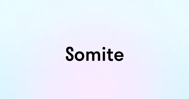 Somite