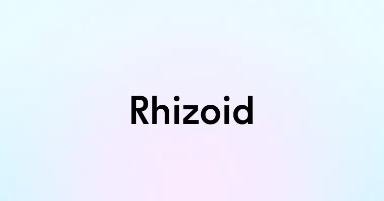 Rhizoid