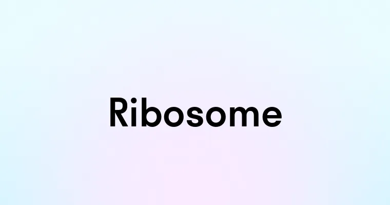 Ribosome