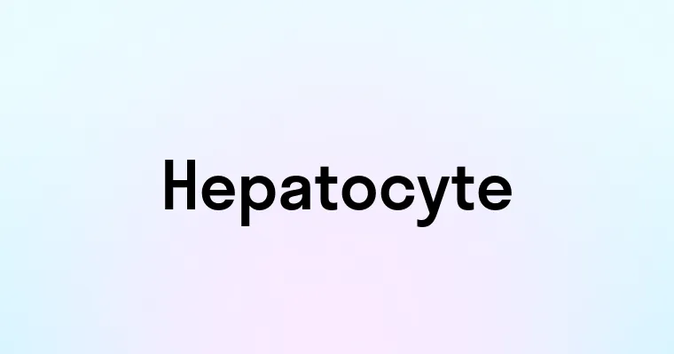 Hepatocyte