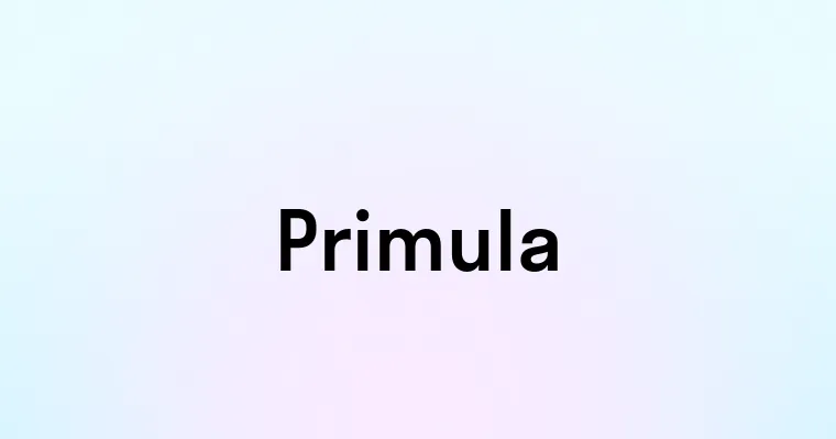 Primula