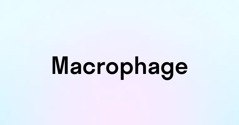 Macrophage