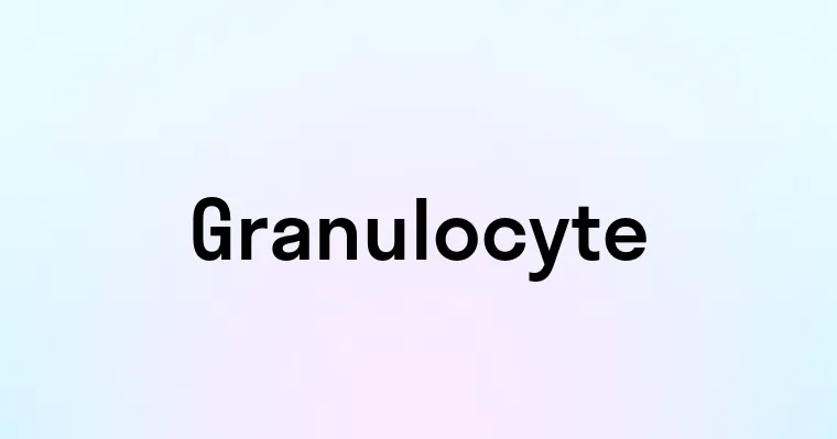 Granulocyte