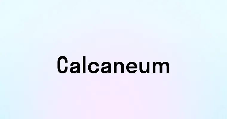 Calcaneum