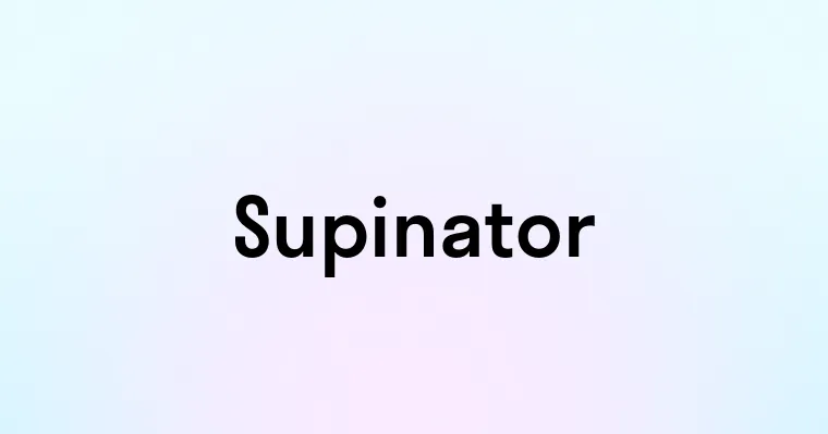 Supinator