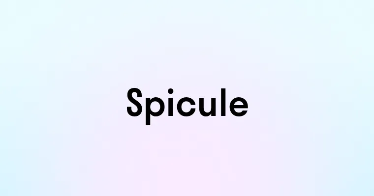 Spicule