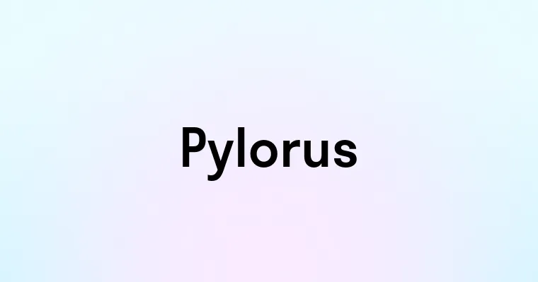 Pylorus