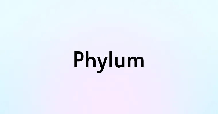 Phylum