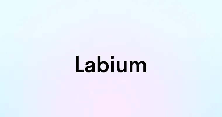 Labium