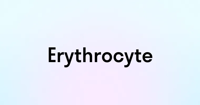 Erythrocyte