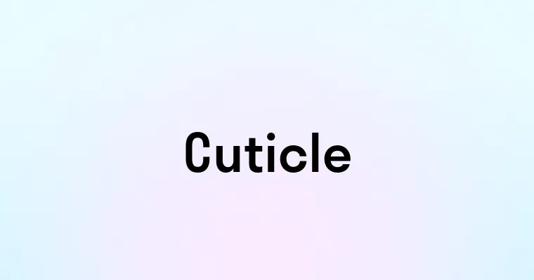 Cuticle