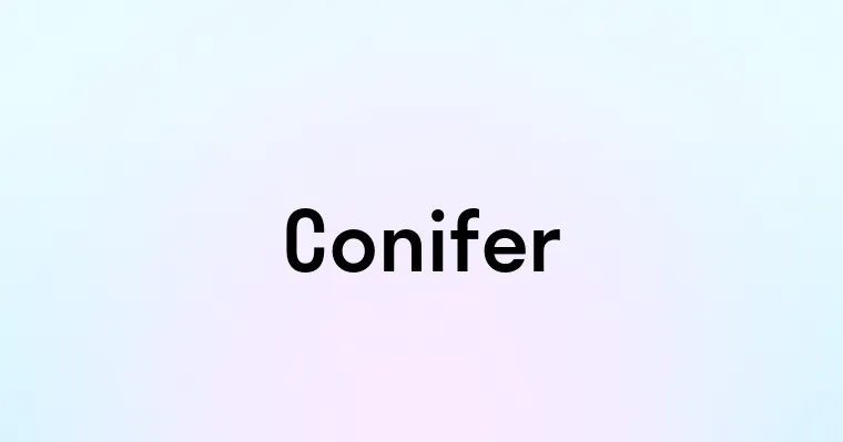 Conifer