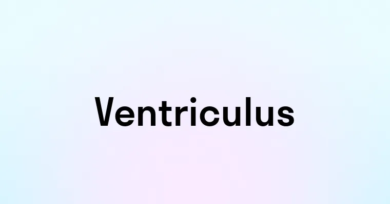 Ventriculus