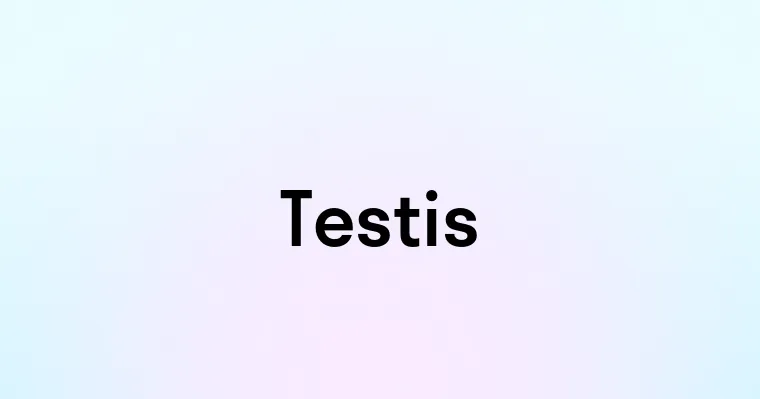 Testis