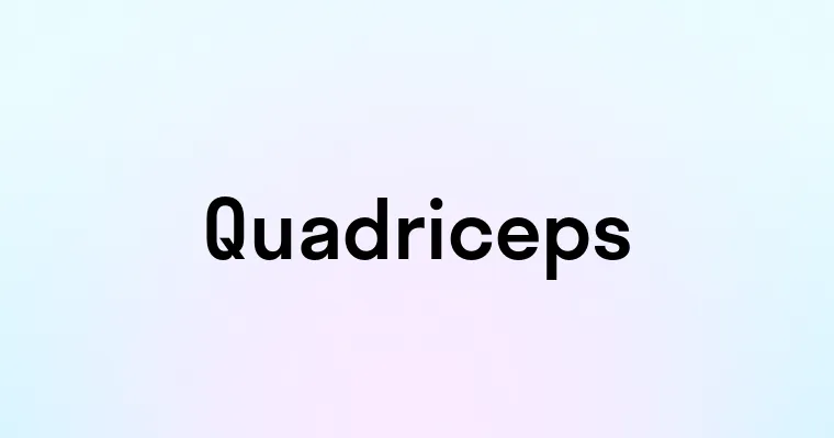 Quadriceps