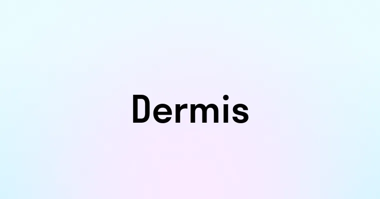 Dermis