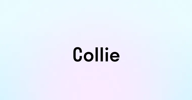 Collie