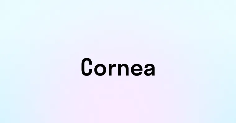 Cornea