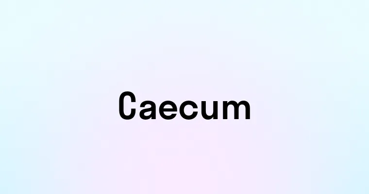 Caecum