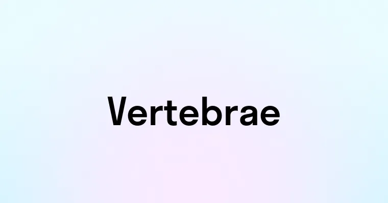 Vertebrae