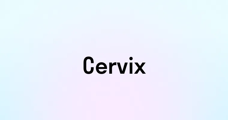 Cervix