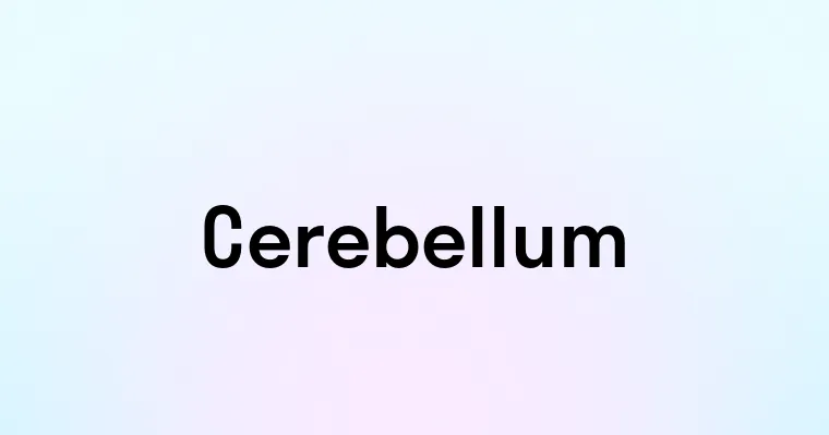 Cerebellum