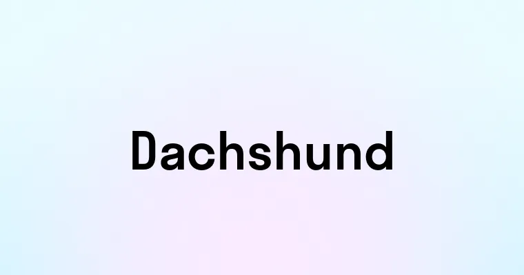 Dachshund