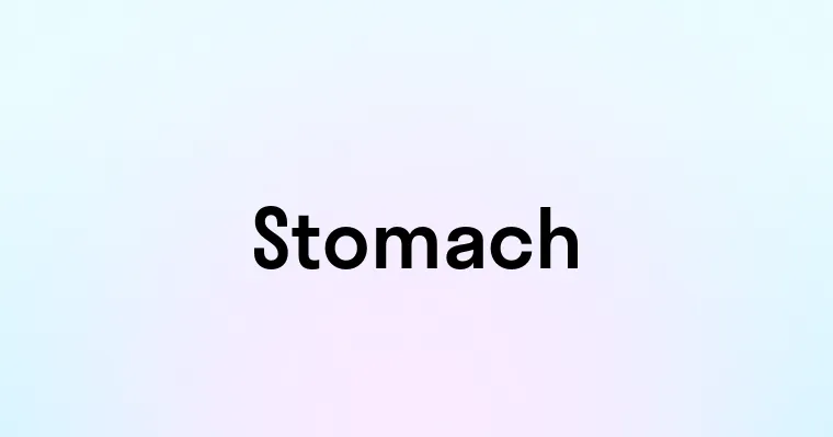 Stomach