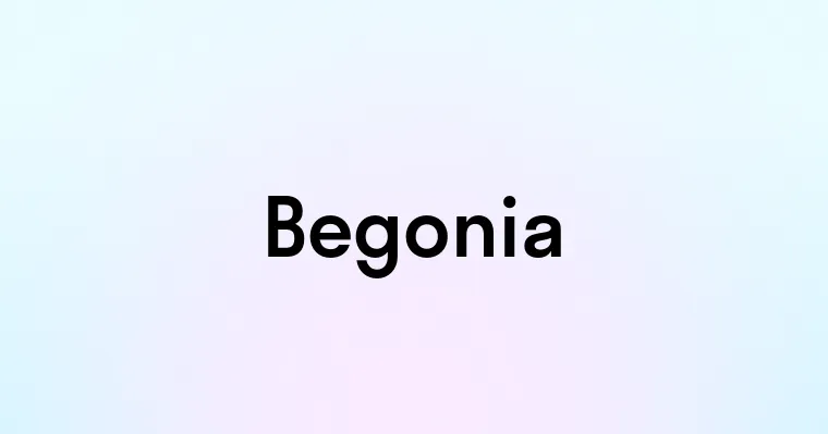 Begonia