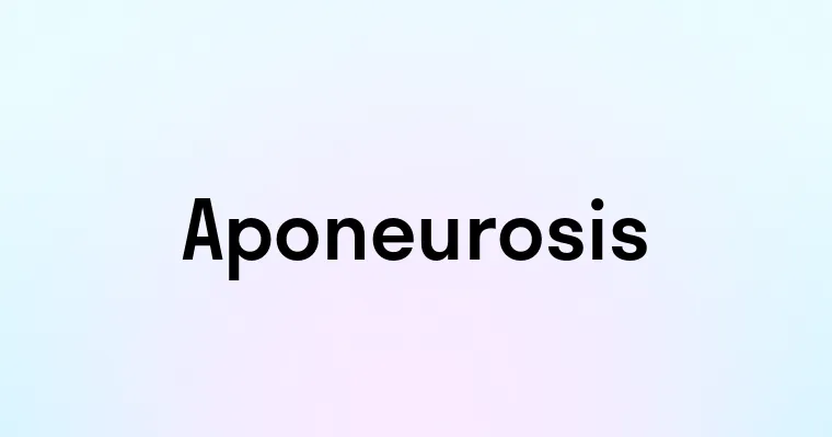 Aponeurosis — перевод, транскрипция, произношение и примеры