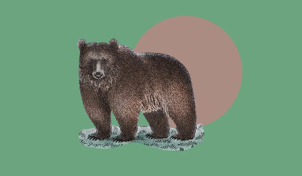 Bear или bare? Как их не перепутать