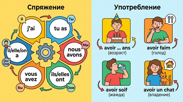 Глагол avoir: спряжение и употребление