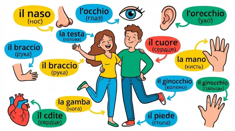 Части тела по-итальянски: слова с картинками