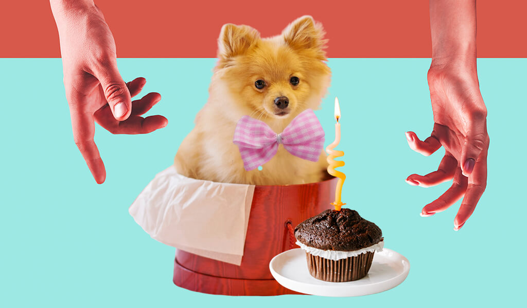 На фото изображена собака которая сидит напротив тортика с одной свечей